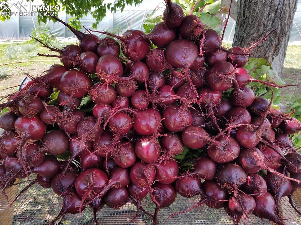7545 North Log Road Peyton, CO 80831 - Photo 44 of 44 a view of a tree