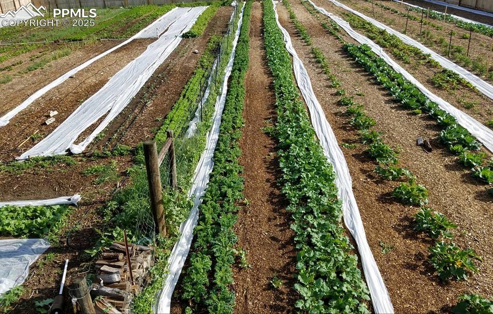 7545 North Log Road Peyton, CO 80831 - Photo 7 of 44 a view of a yard with plants