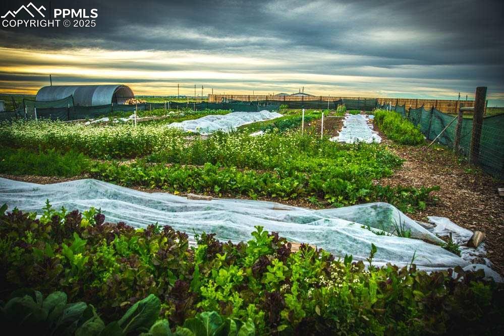 7545 North Log Road Peyton, CO 80831 - Photo 9 of 44 a view of a yard with an outdoor space