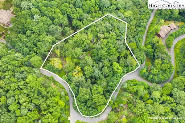 a lush green forest with lots of trees