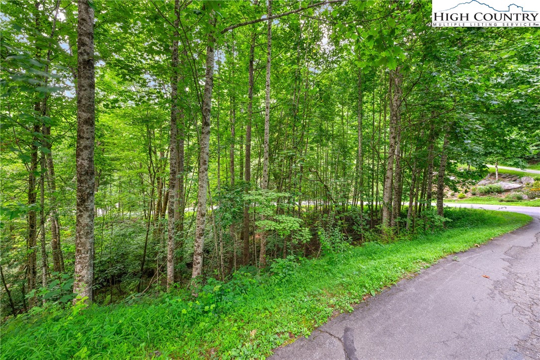 Lot 201 Twin Rivers Drive Boone, NC 28607 - Photo 2 of 14 a lush green forest with lots of trees