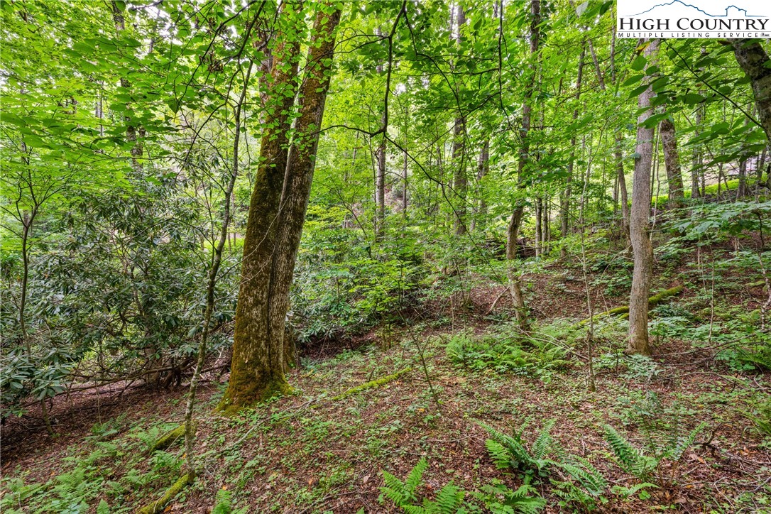 Lot 201 Twin Rivers Drive Boone, NC 28607 - Photo 6 of 14 a view of a garden