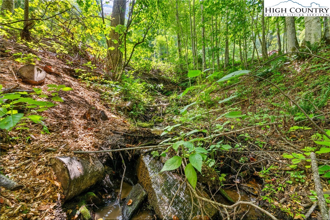 Lot 201 Twin Rivers Drive Boone, NC 28607 - Photo 7 of 14 a view of tree