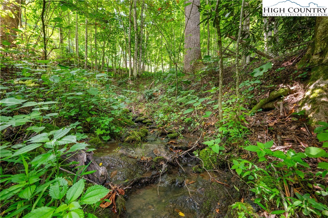 Lot 201 Twin Rivers Drive Boone, NC 28607 - Photo 8 of 14 a plant of a tree