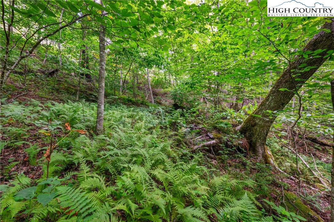 Lot 201 Twin Rivers Drive Boone, NC 28607 - Photo 9 of 14 a view of a garden