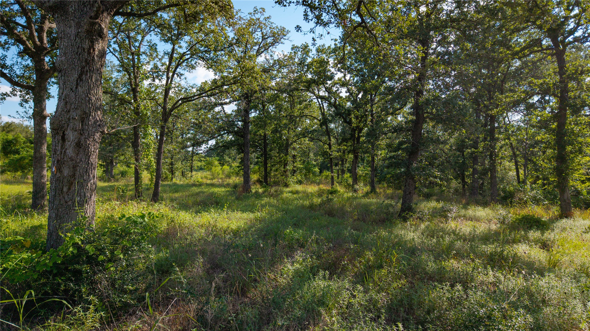 206 Sayers Road Bastrop, TX 78602 - Photo 5 of 23 a view of outdoor space and trees