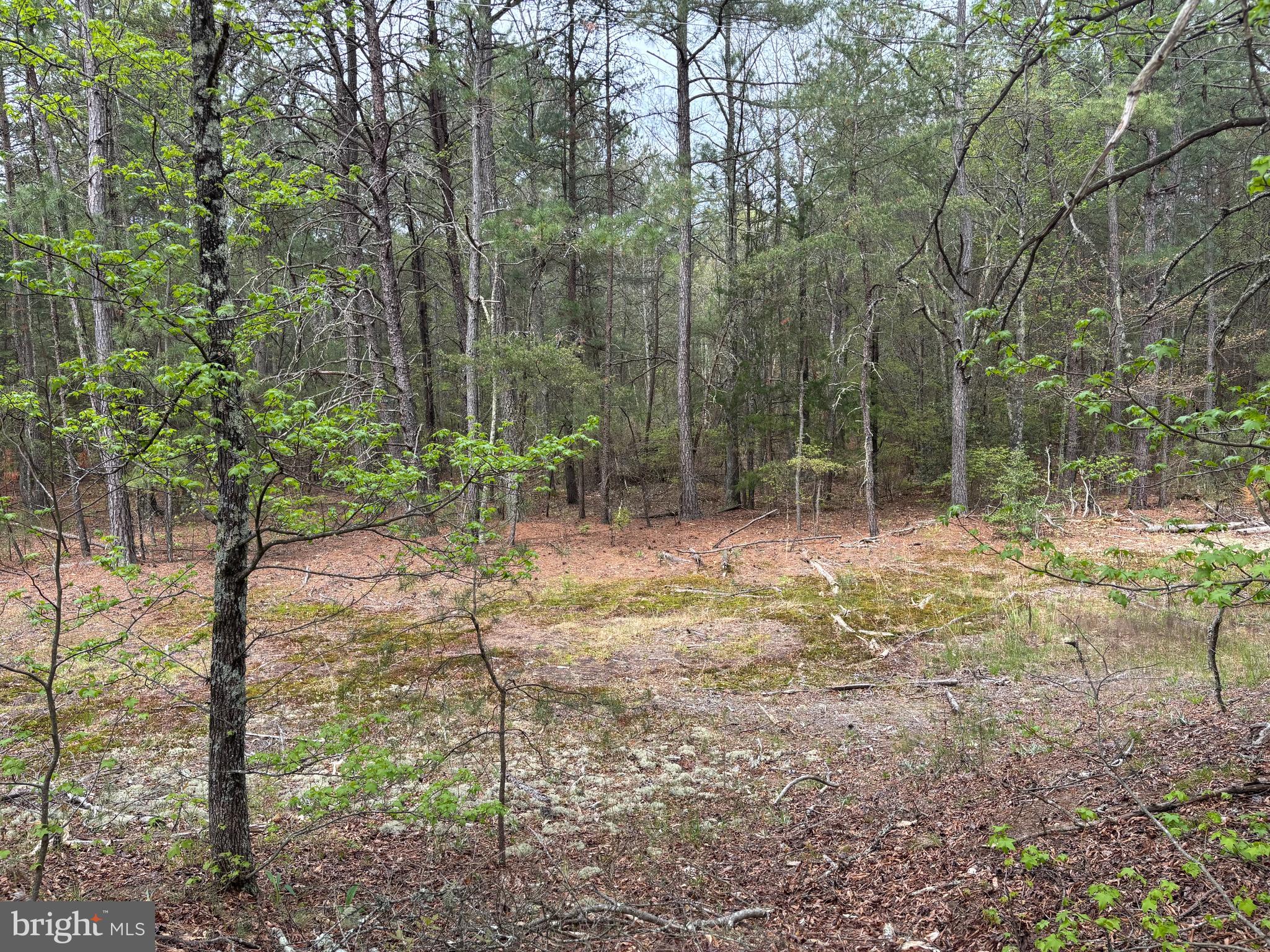 0 Paige Road Woodford, VA 22580 - Photo 2 of 7 a backyard of a house with lots of green space