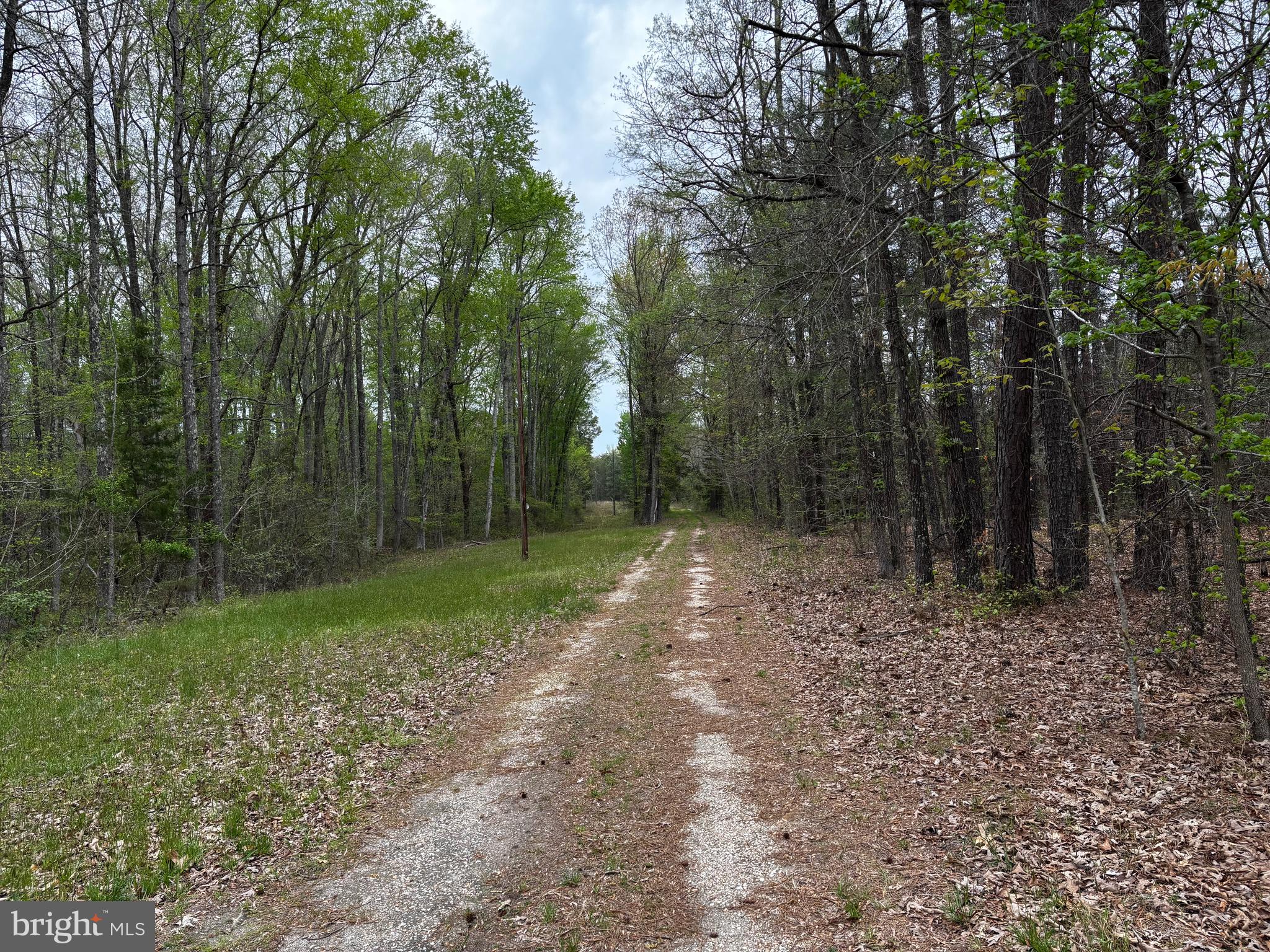 0 Paige Road Woodford, VA 22580 - Photo 5 of 7 a view of a forest with trees in the background