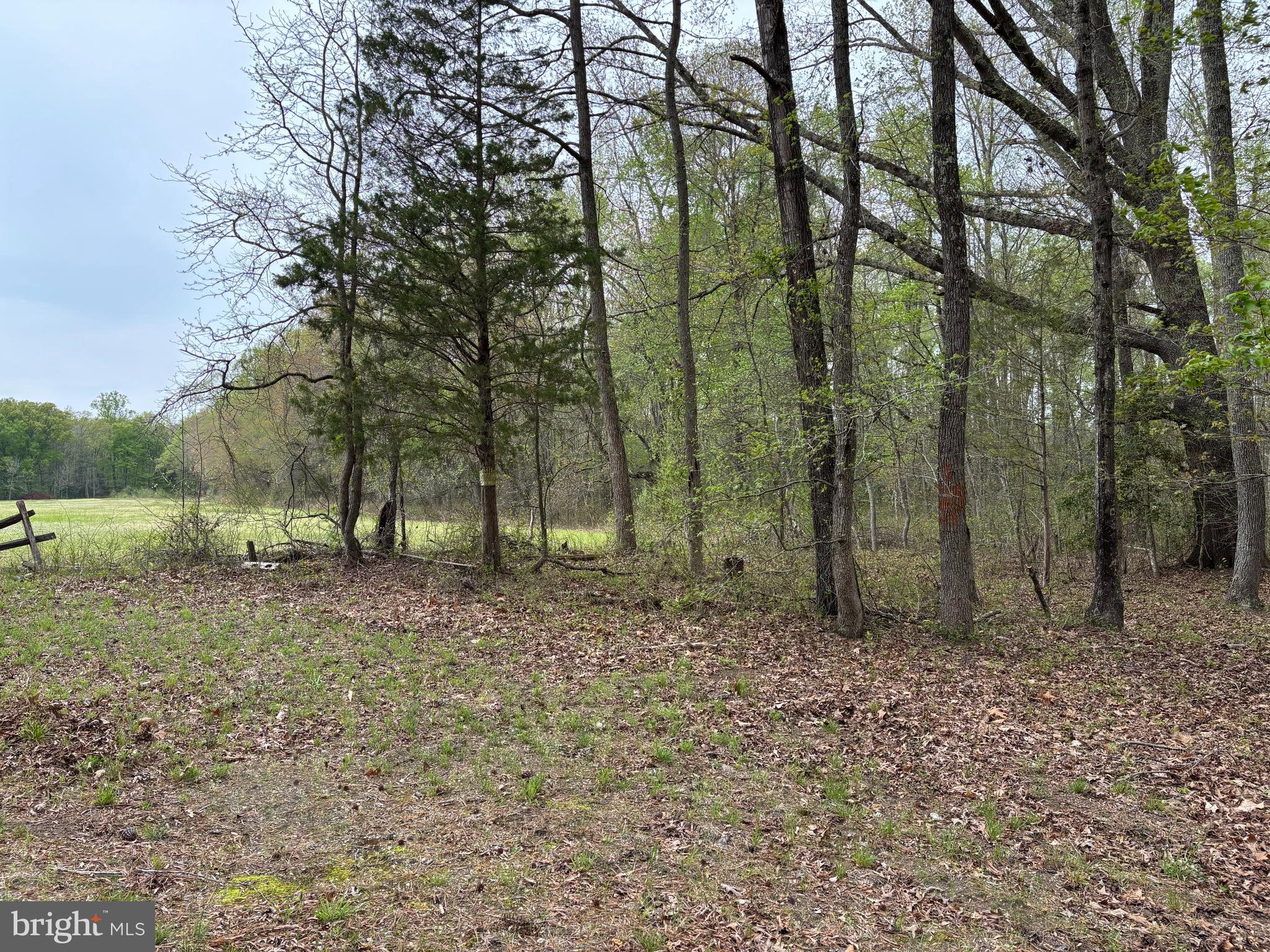0 Paige Road Woodford, VA 22580 - Photo 6 of 7 a view of outdoor space with trees