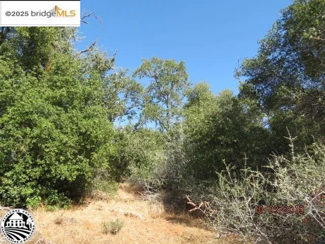 a view of a yard covered with trees