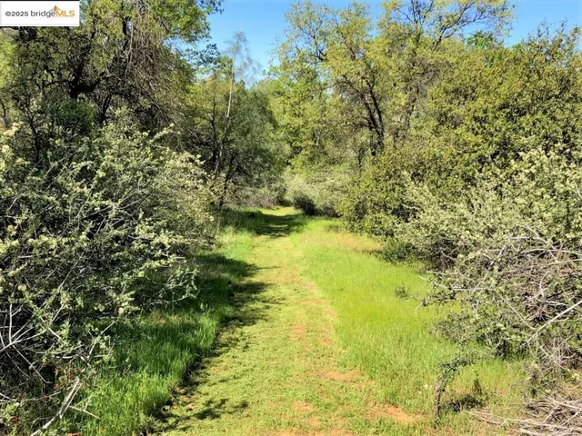 a view of yard with green space