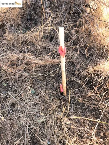a view of a yard with trees