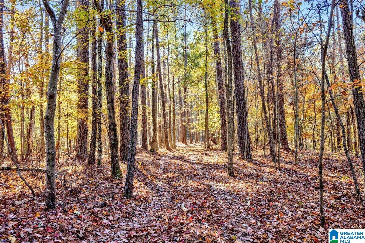 0 Hammock Road Trussville, AL 35173 - Photo 19 of 31