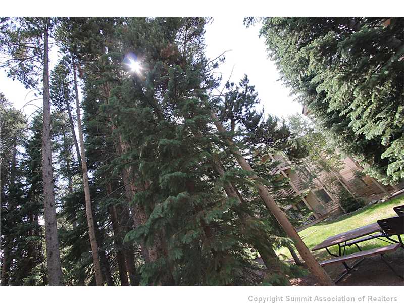 120 Sawmill Road, Unit 207 Breckenridge, CO 80424 - Photo 12 of 12 Other Conference Room. A very healthy stand of gorgeous Colorado Spruce Trees would be the only thing standing between you and the ski run! Summer and Winter, this is a fantastic location.