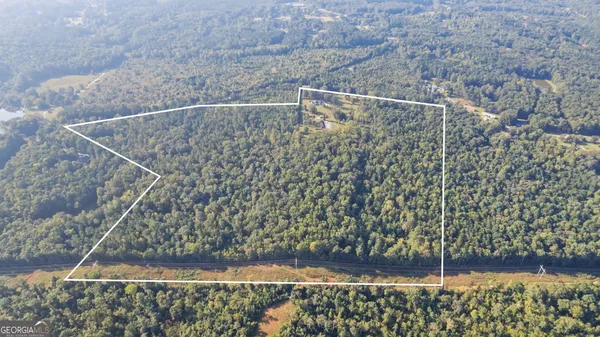 a view of a lush green forest