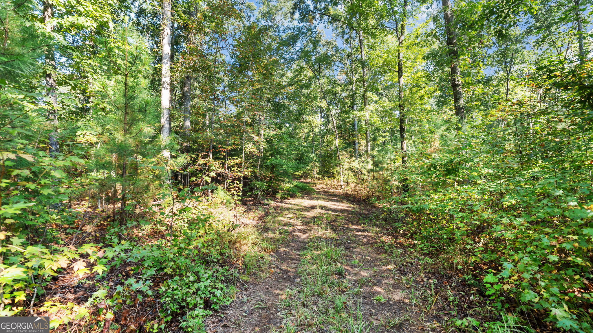 2987 Steele Road Griffin, GA 30223 - Photo 10 of 22 a view of a lush green forest
