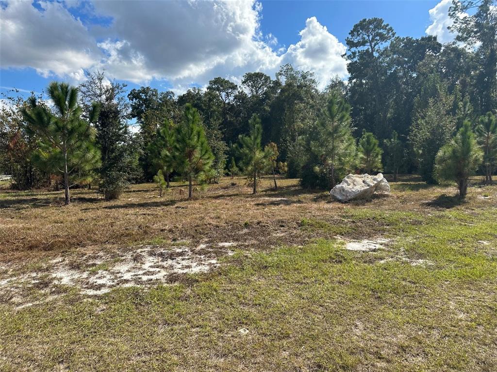 Tbd Southwest 24th Avenue Gainesville, FL 32607 - Photo 4 of 6 a view of a yard with a fountain