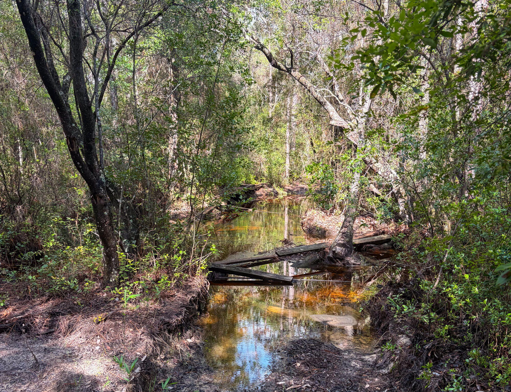 82 Acres 4 Flags Road Laurel Hill, FL 32567 - Photo 44 of 45 41-web-or-mls-IMG_1855