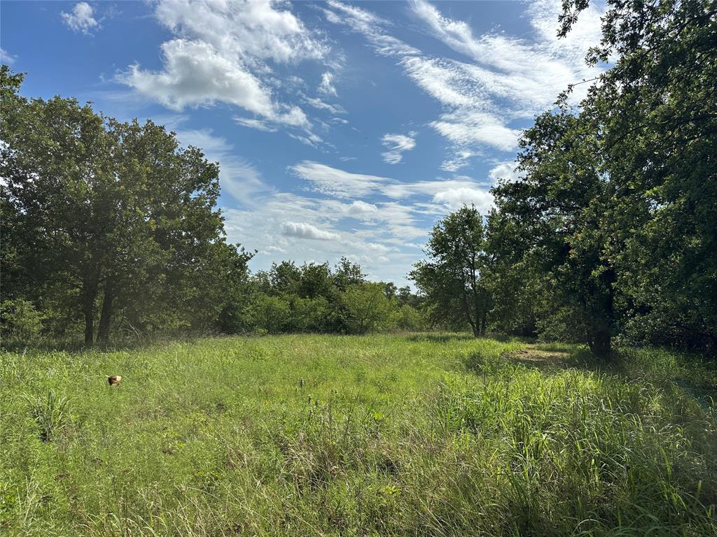 570 Big Salty Lane Springtown, TX 76082 - Photo 20 of 36 Expansive green space featuring natural vegetation and perimeter tree lines