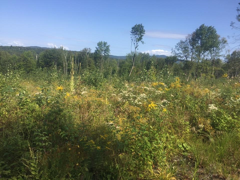 Long Hill Road Concord, VT 05824 - Photo 2 of 23