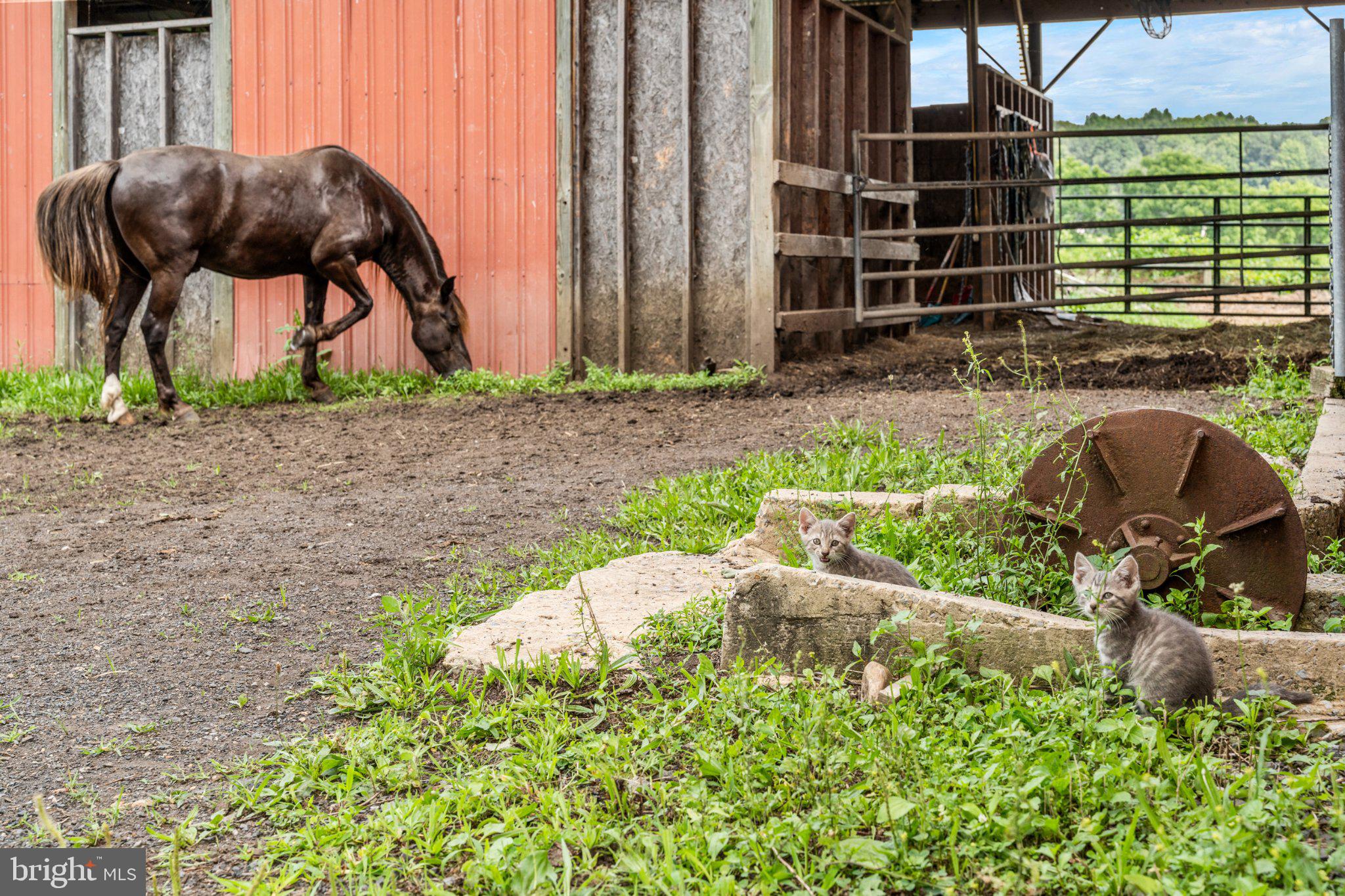 901 Mt Hope Road McVeytown, PA 17051 - Photo 41 of 44 Farmyard Harmony: Horse and Kittens