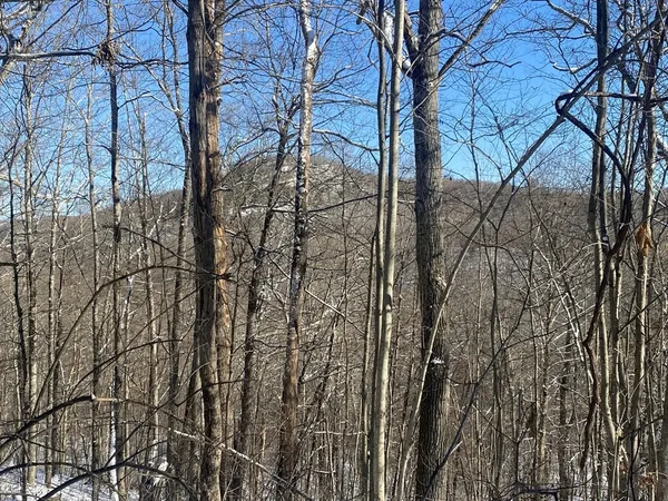 a backyard of a house with trees and outdoor space