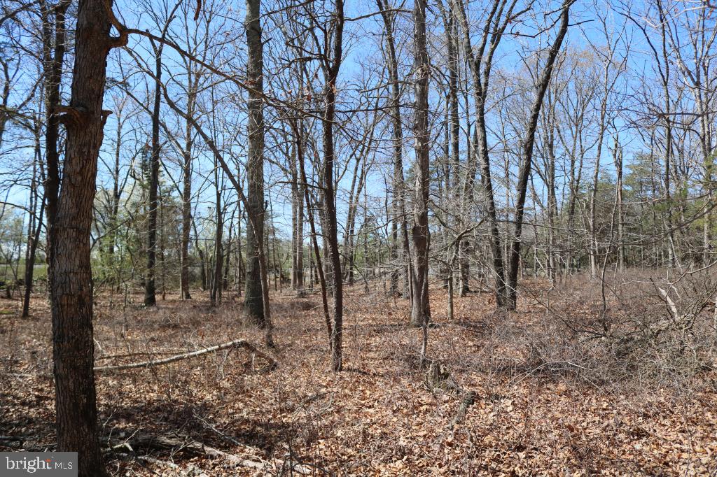 351 Shaws Mill Road Cedarville, NJ 08311 - Photo 13 of 84