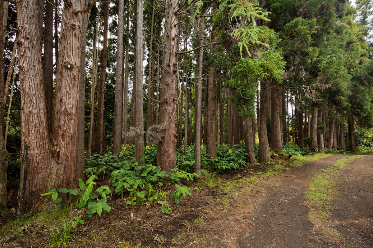 19-4370 Ainahau Road Volcano, HI 96785 - Photo 29 of 30 Gallery Image 29