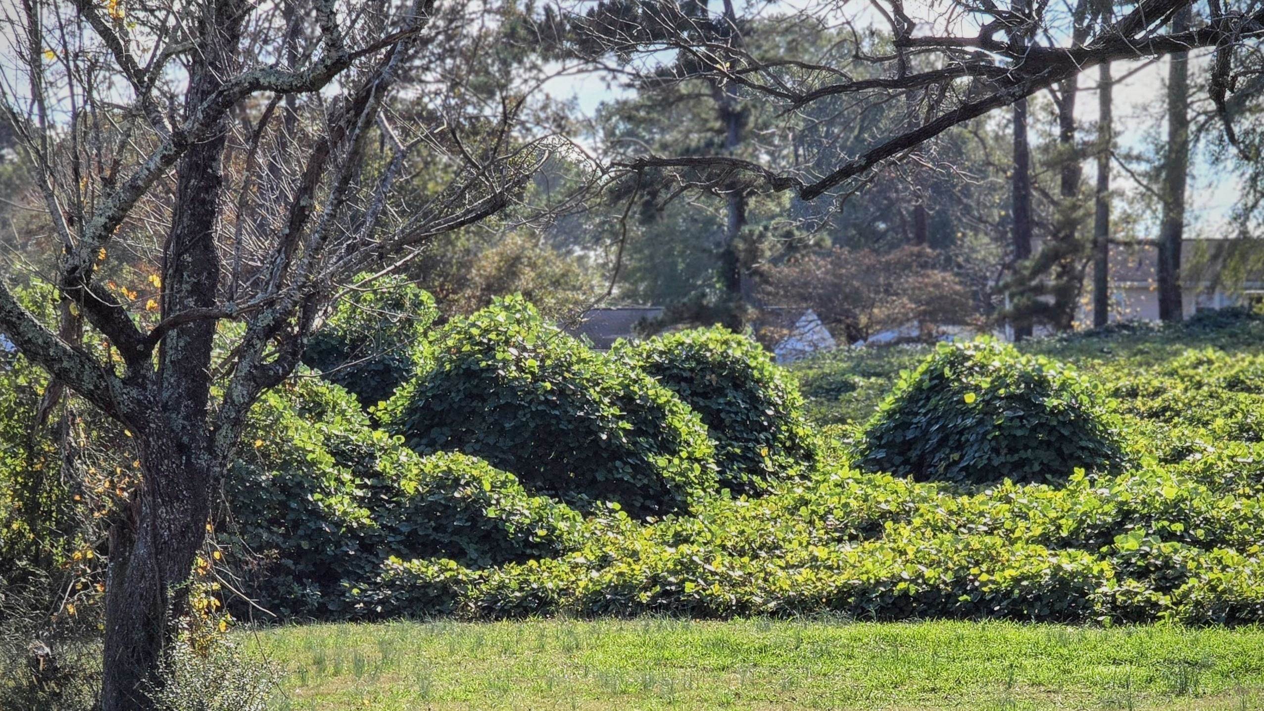 1812 North Limestone Street Gaffney, SC 29340 - Photo 11 of 17