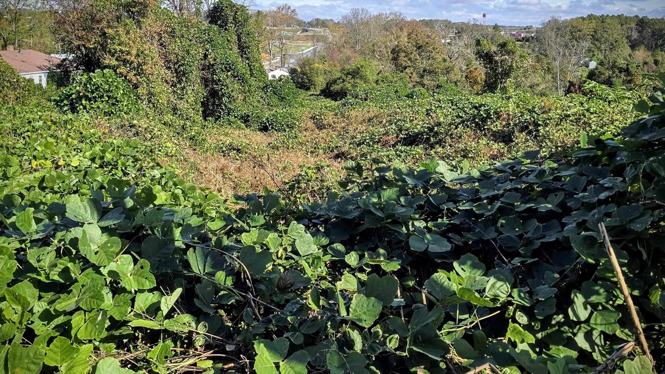 1812 North Limestone Street Gaffney, SC 29340 - Photo 3 of 17