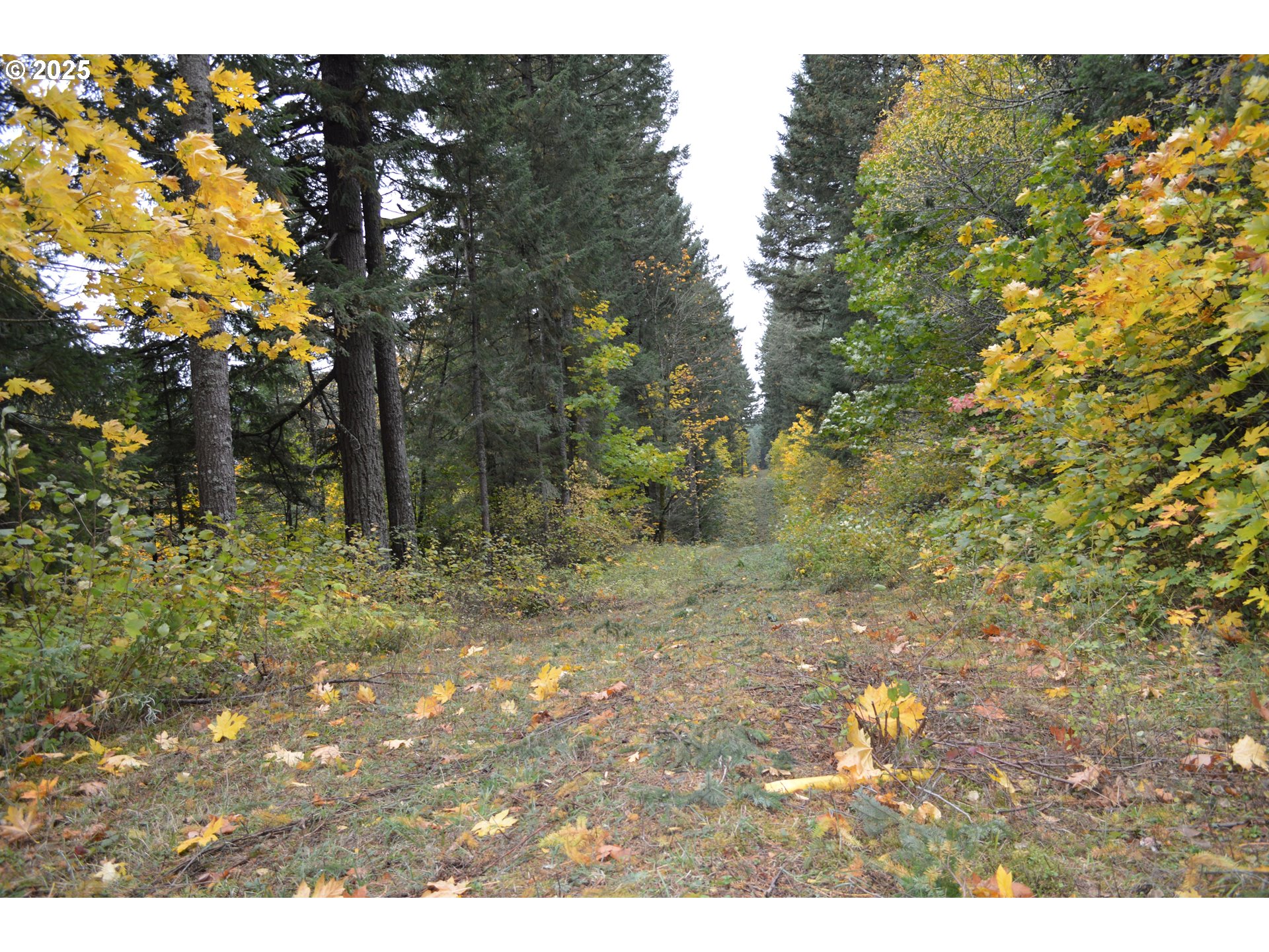 Warren Road, Unit 4 North Bonneville, WA 98639 - Photo 17 of 27 a view of a yard with a tree