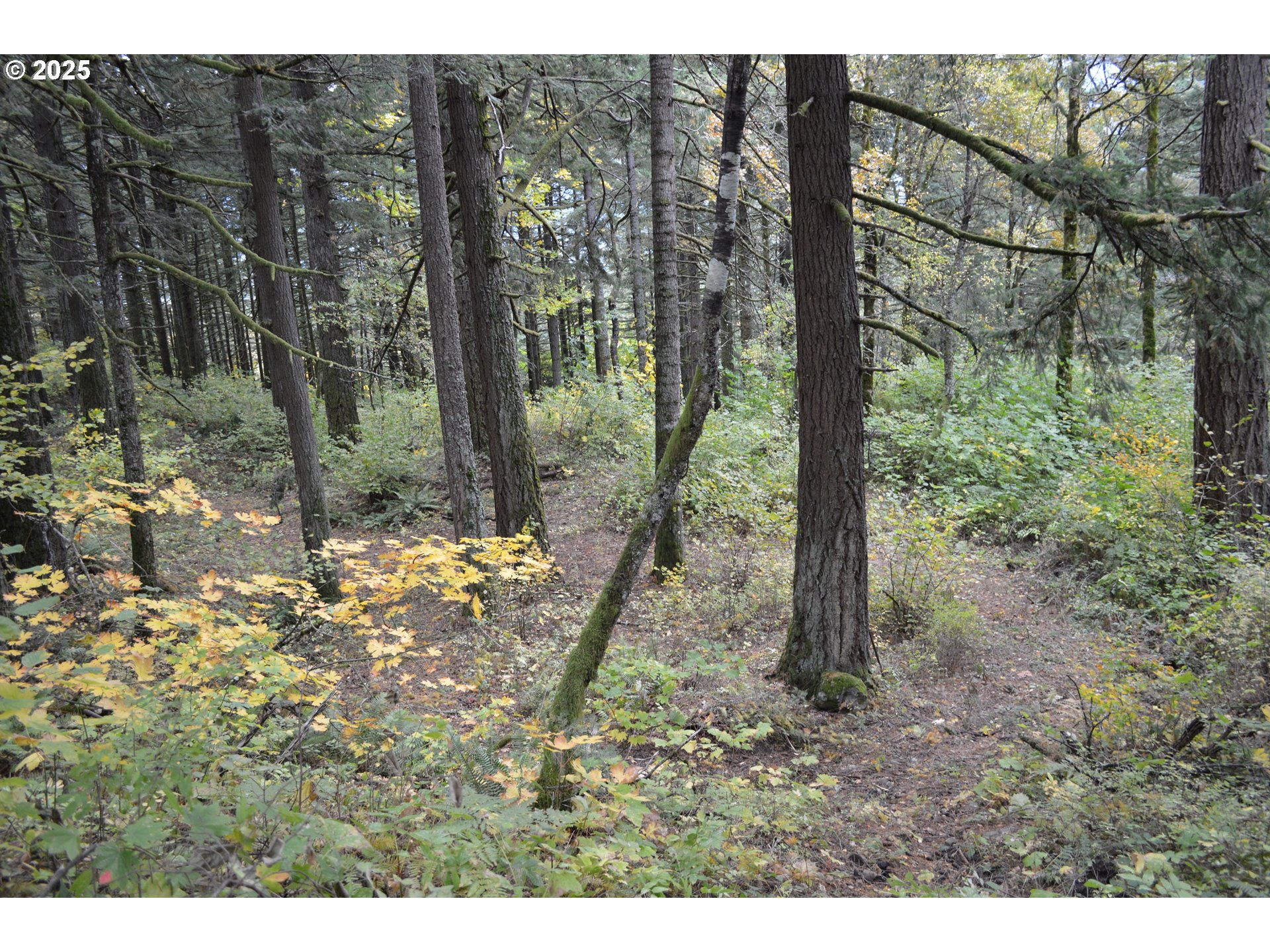 Warren Road, Unit 4 North Bonneville, WA 98639 - Photo 19 of 27 a backyard of a house with lots of green space