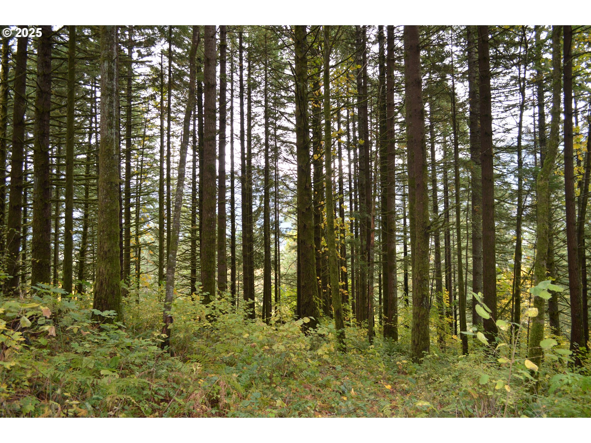 Warren Road, Unit 4 North Bonneville, WA 98639 - Photo 21 of 27 a view of outdoor space with lots of green trees