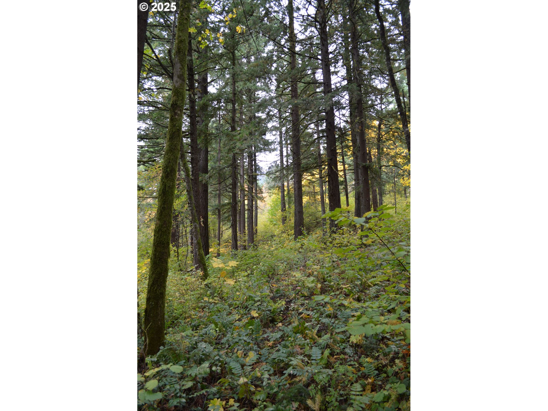 Warren Road, Unit 4 North Bonneville, WA 98639 - Photo 22 of 27 a picture of a yard