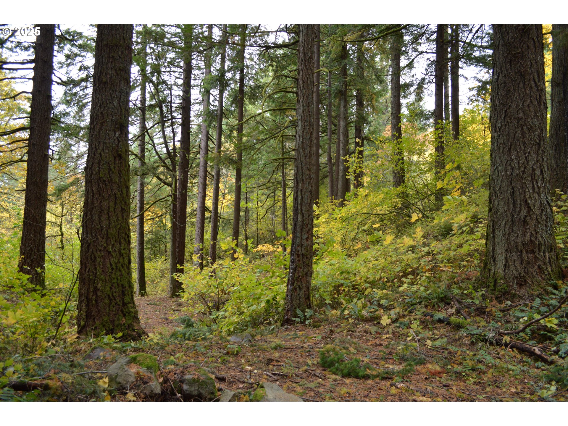 Warren Road, Unit 4 North Bonneville, WA 98639 - Photo 23 of 27 a view of backyard with green space