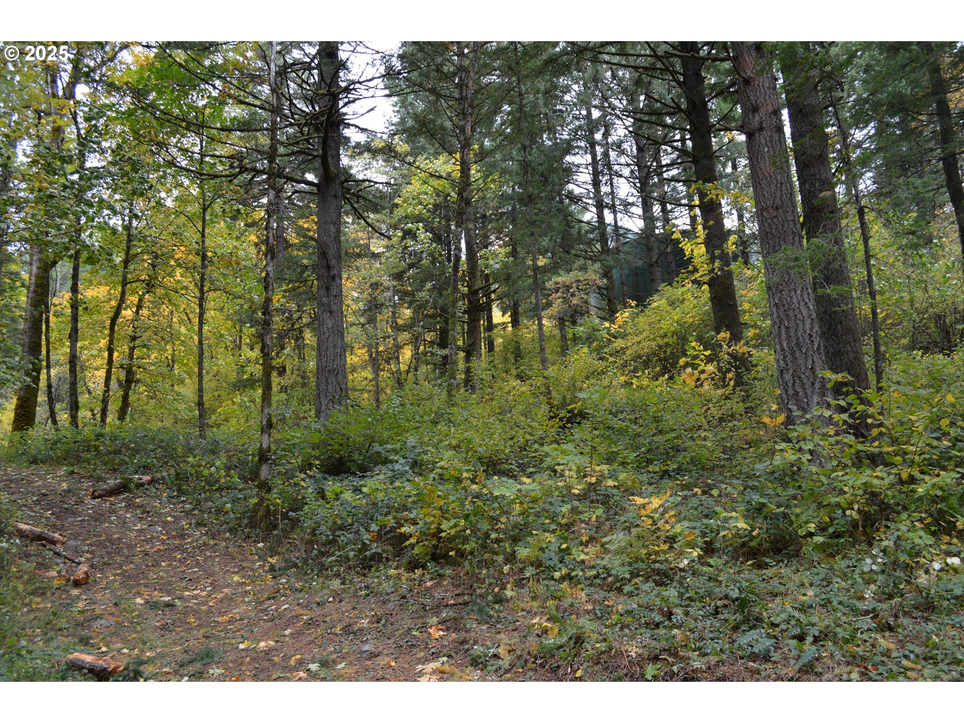 Warren Road, Unit 4 North Bonneville, WA 98639 - Photo 24 of 27 a view of a lush green forest