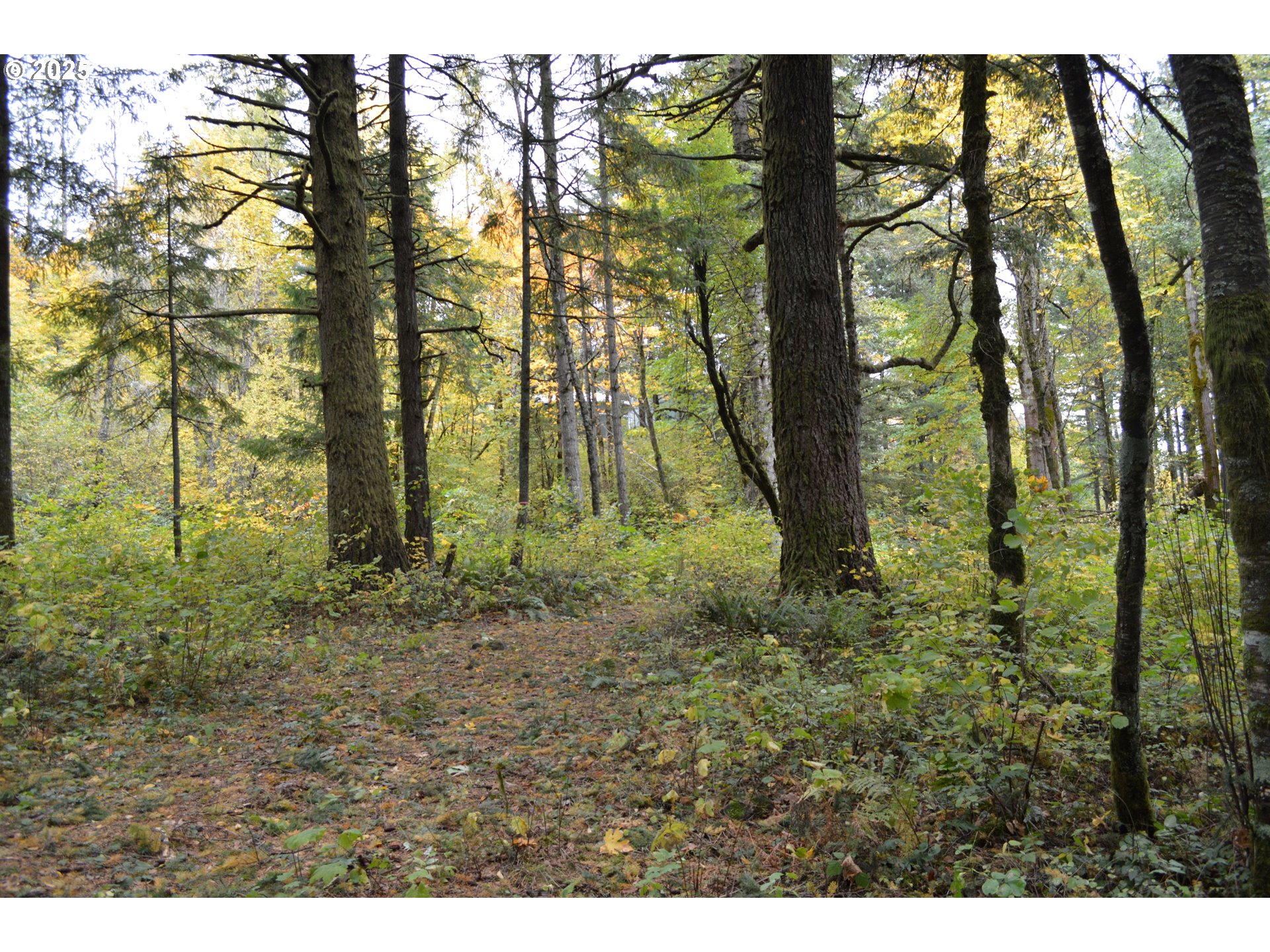 Warren Road, Unit 4 North Bonneville, WA 98639 - Photo 25 of 27 a backyard of a house with lots of green space
