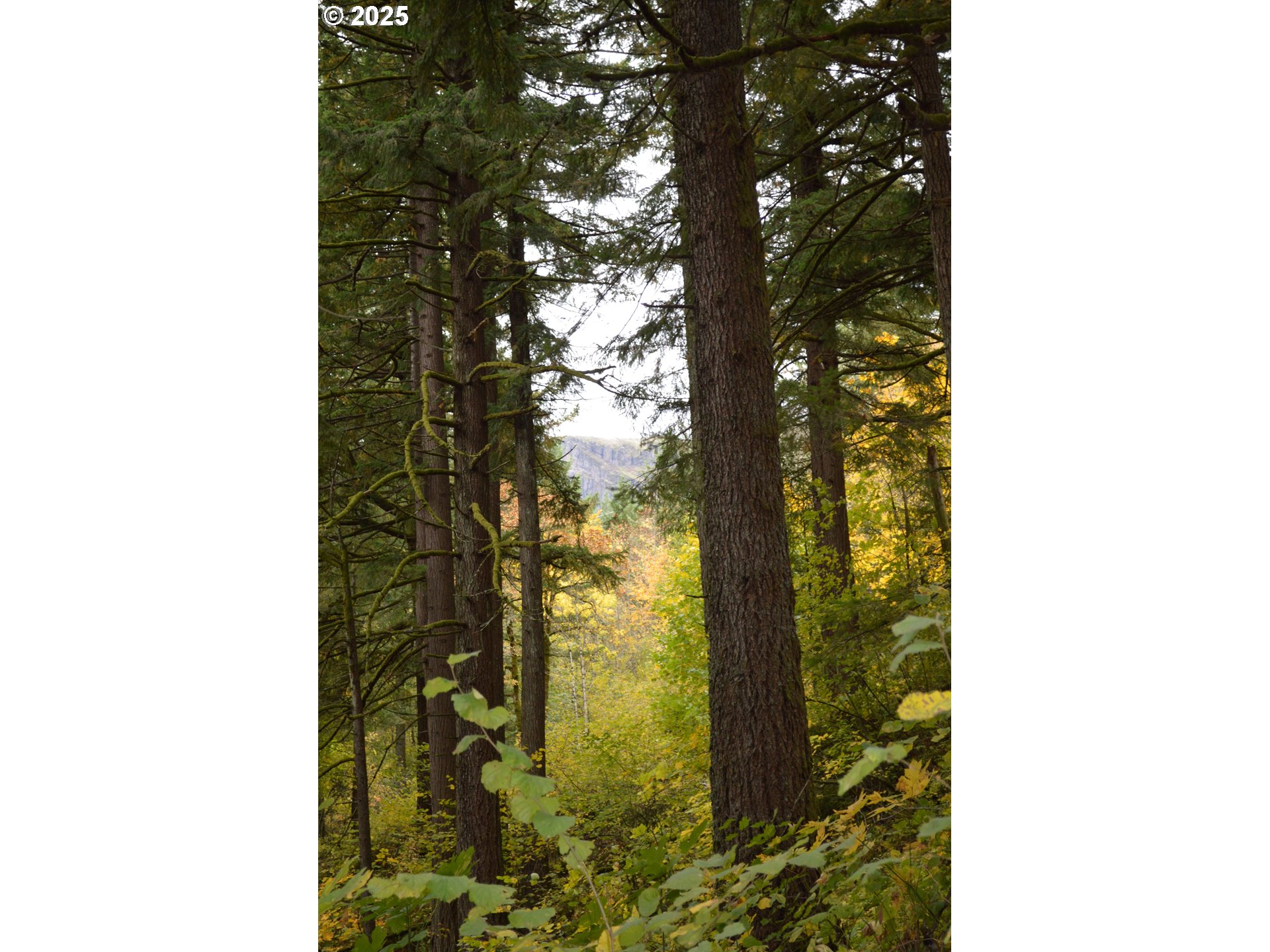 Warren Road, Unit 4 North Bonneville, WA 98639 - Photo 26 of 27 a picture of a door of the house
