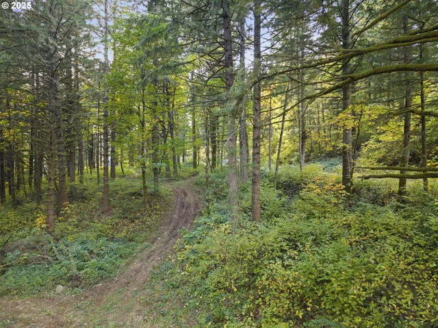 a lush green forest with lots of trees