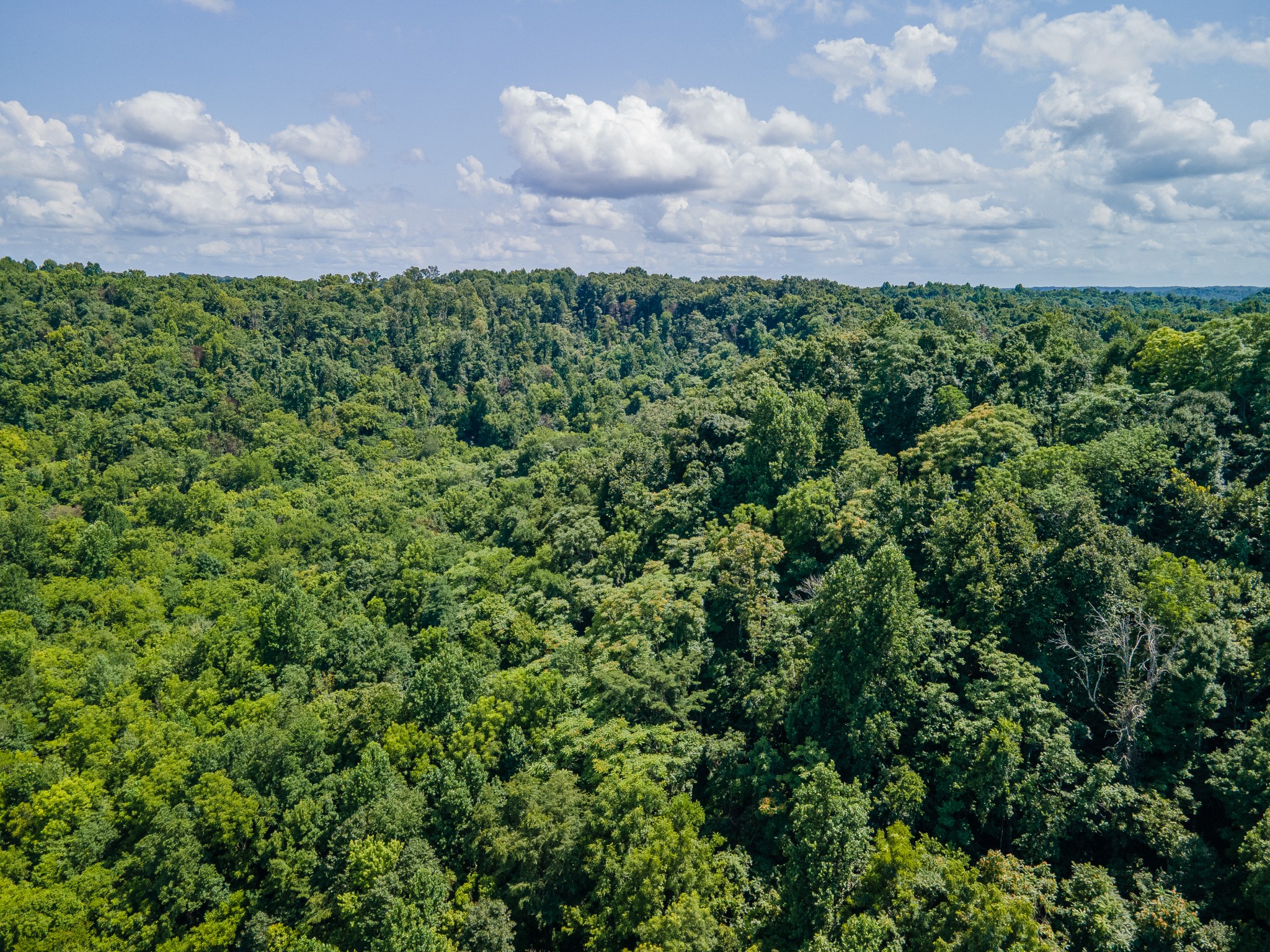 1700 Allen Brown Road Lewisburg, TN 37091 - Photo 44 of 80