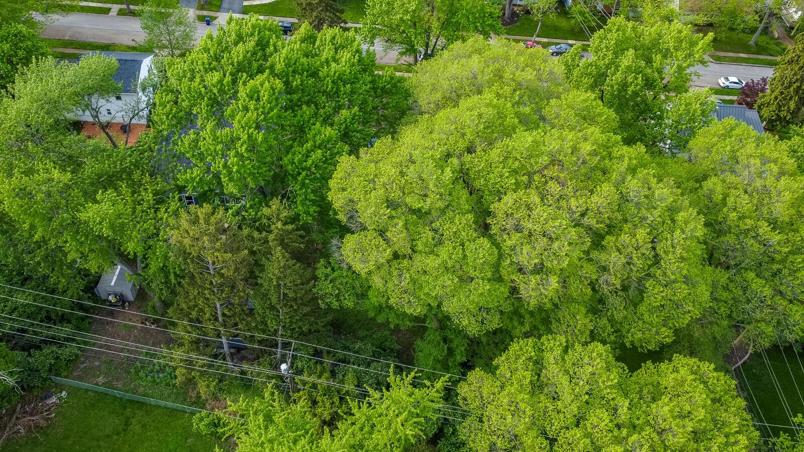 1069 Caniff Road Columbus, OH 43221 - Photo 48 of 57 Look at all those trees!