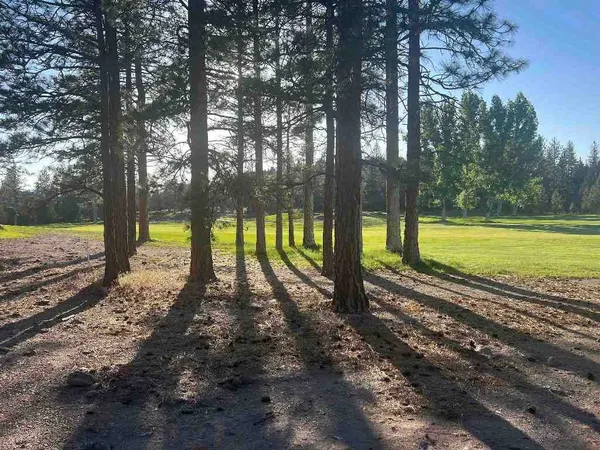 a view of a yard with a large tree
