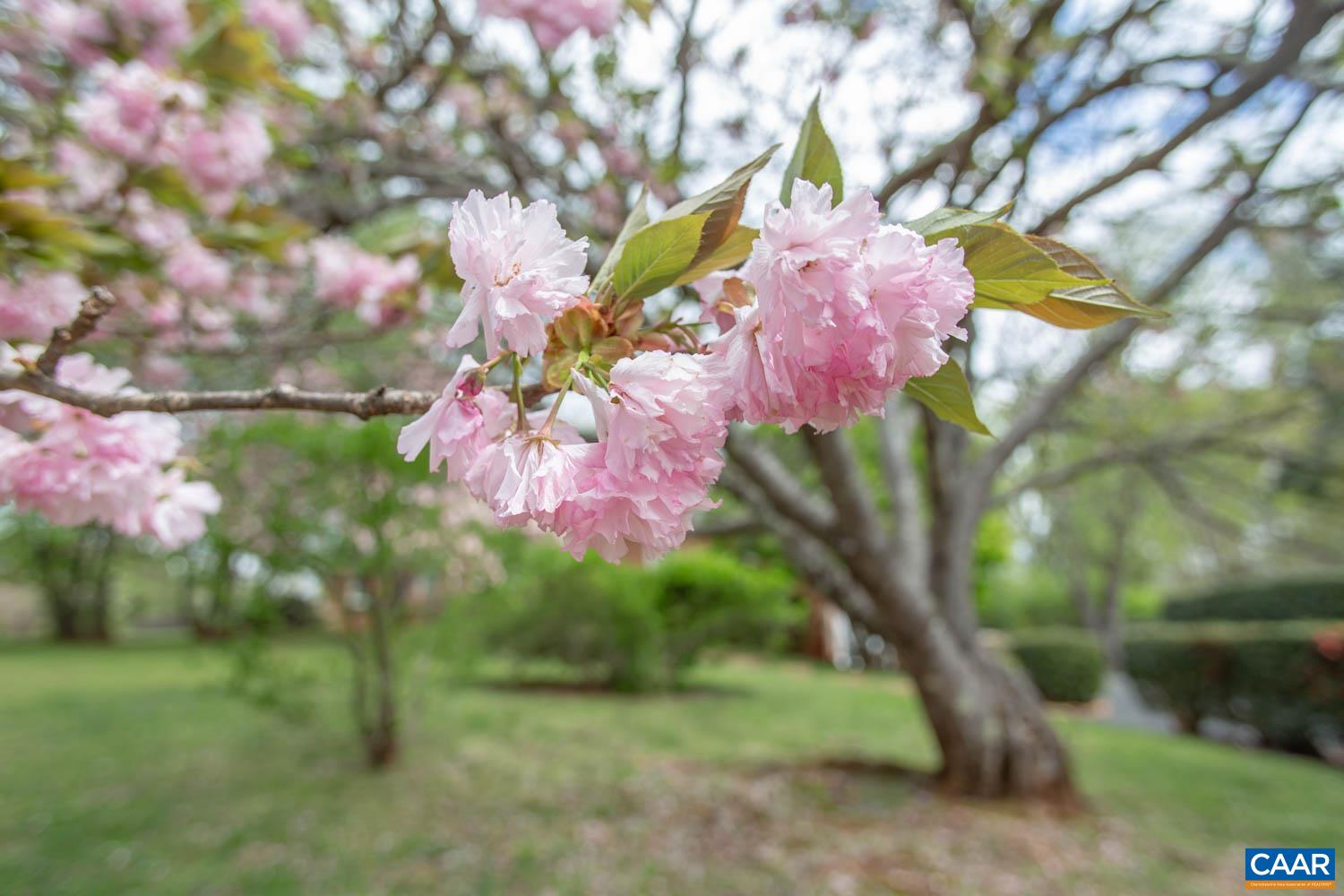 2750 Meriwether Drive Charlottesville, VA 22901 - Photo 6 of 52 a view of a tree with a yard