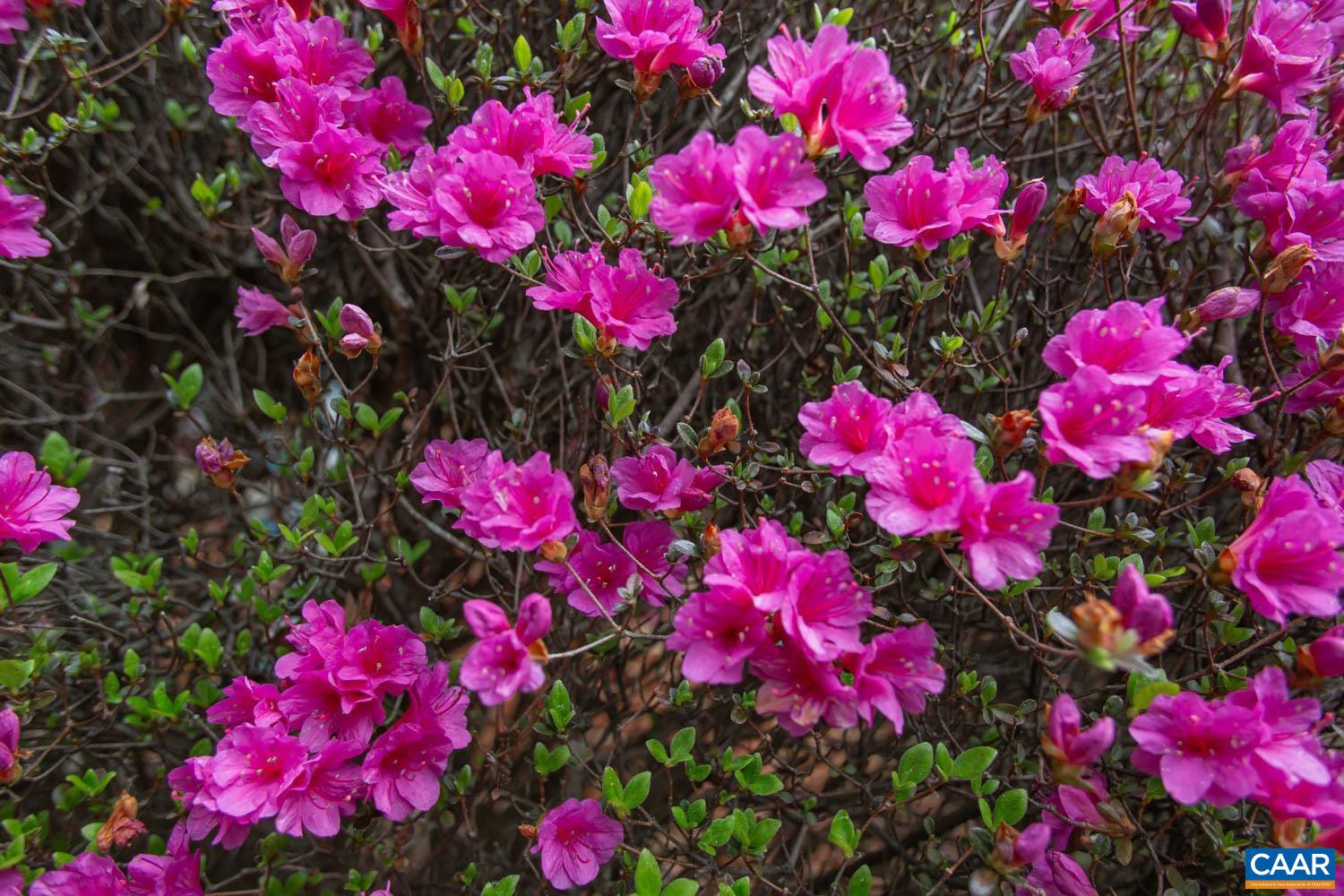 2750 Meriwether Drive Charlottesville, VA 22901 - Photo 7 of 52