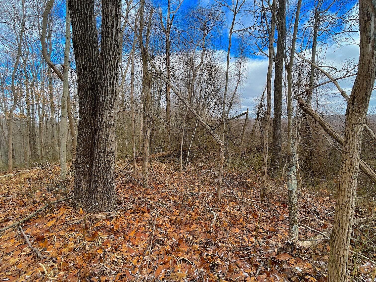 0 Hunting Run Road Lucasville, OH 45648 - Photo 22 of 39 IMG_0554