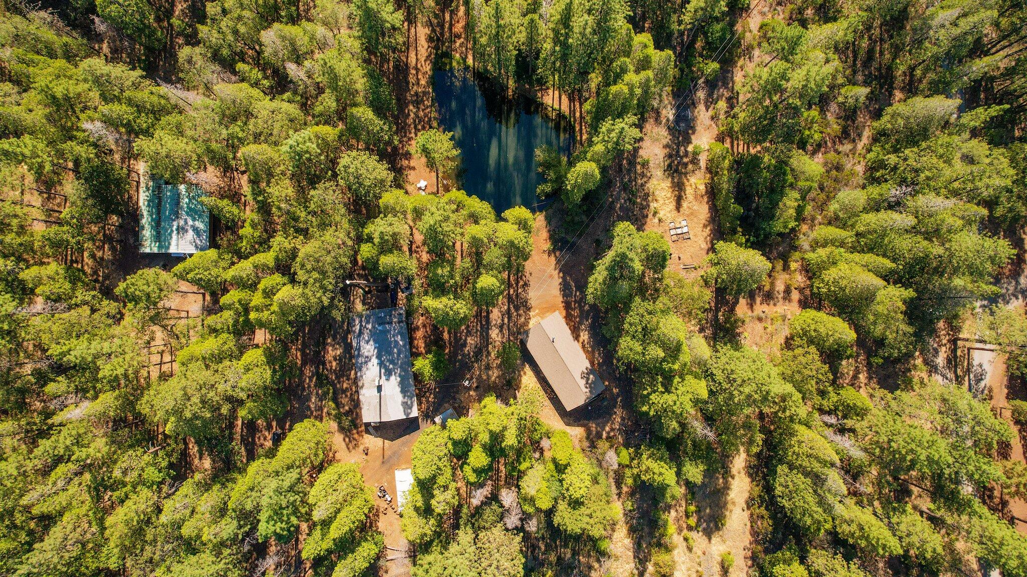 21800 Cedar Ridge Road Manton, CA 96059 - Photo 3 of 35 a view of a tree with a plant