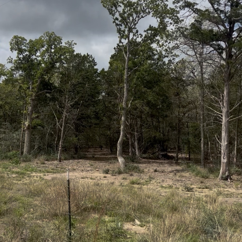 Lot 7 South Old Potato Road Paige, TX 78659 - Photo 3 of 22 Wooded acreage featuring mature trees and a cleared path