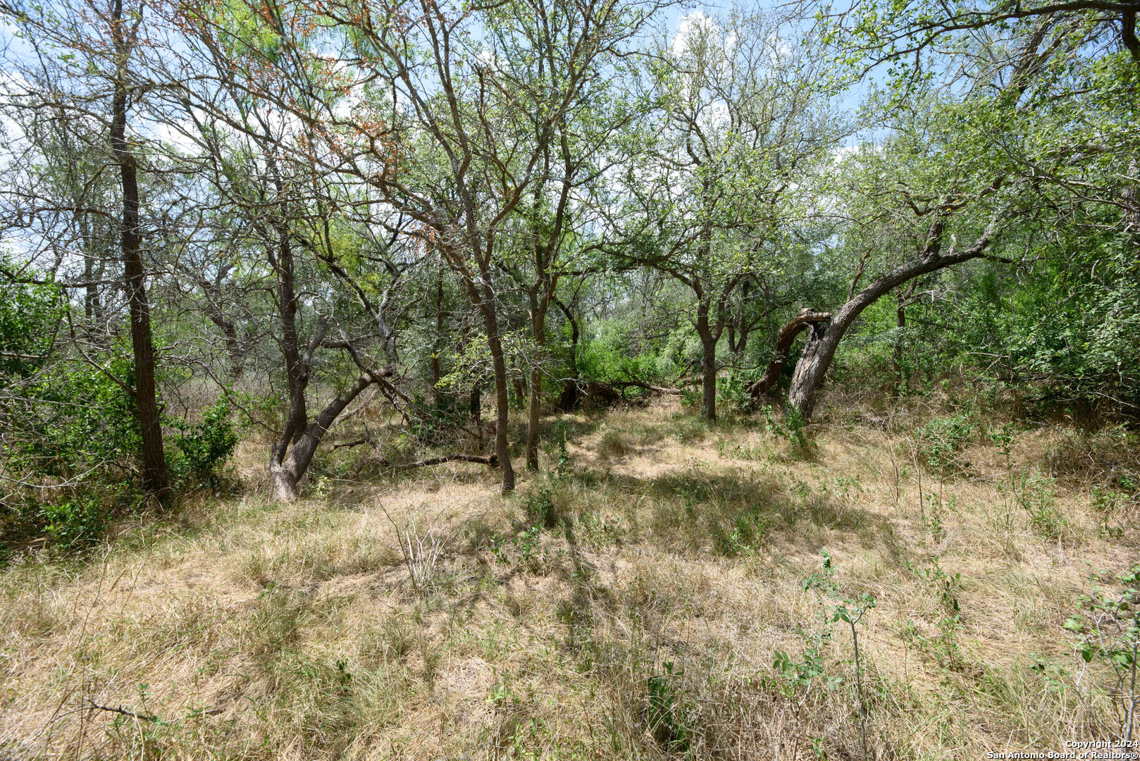 Tbd Santa Clara Road Seguin, TX 78155 - Photo 12 of 23 a view of a forest with trees in the background