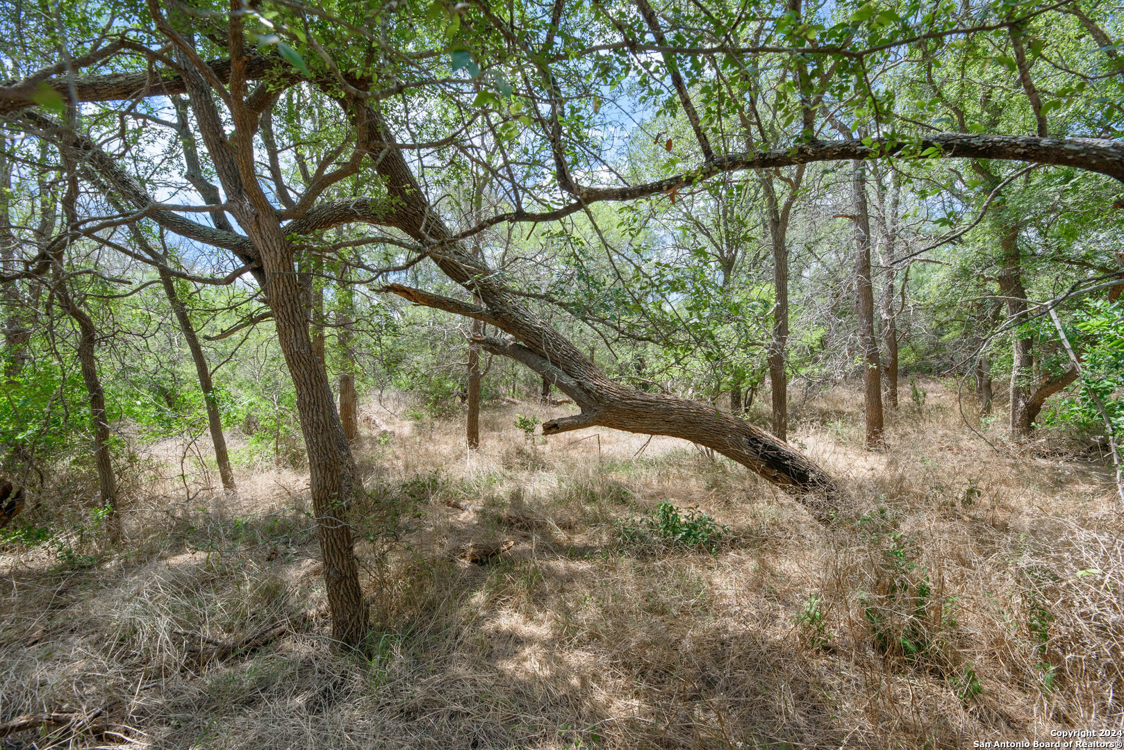 Tbd Santa Clara Road Seguin, TX 78155 - Photo 15 of 23 a view of forest
