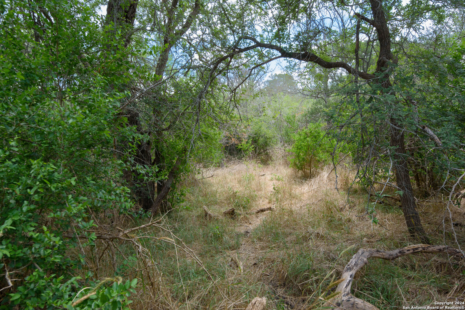Tbd Santa Clara Road Seguin, TX 78155 - Photo 17 of 23 a view of a forest
